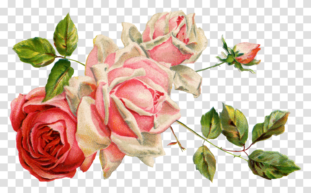 Detail Gambar Bunga Rose Kartun Nomer 54