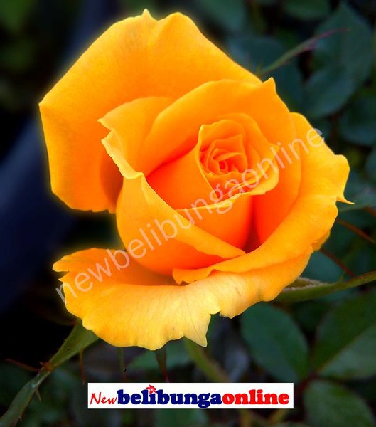 Detail Gambar Bunga Rose Kuning Nomer 22