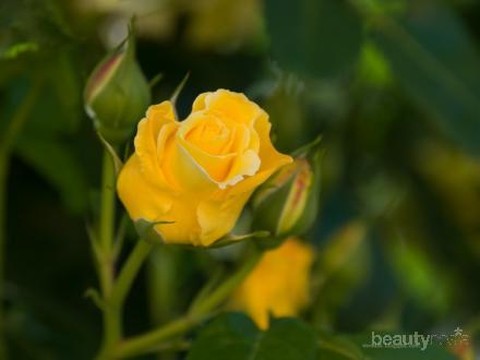 Detail Gambar Bunga Rose Kuning Nomer 34