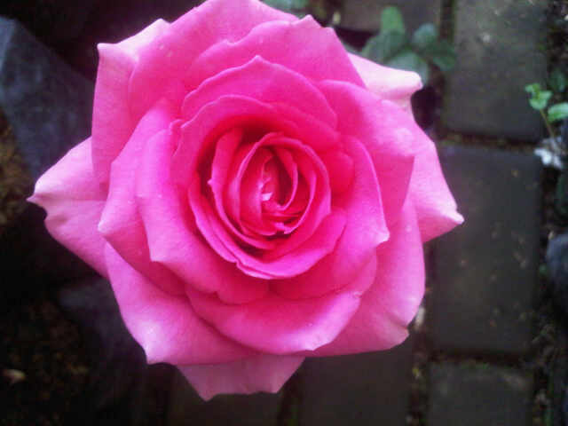 Detail Gambar Bunga Rose Pink Nomer 15