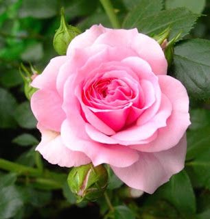 Detail Gambar Bunga Rose Pink Nomer 3