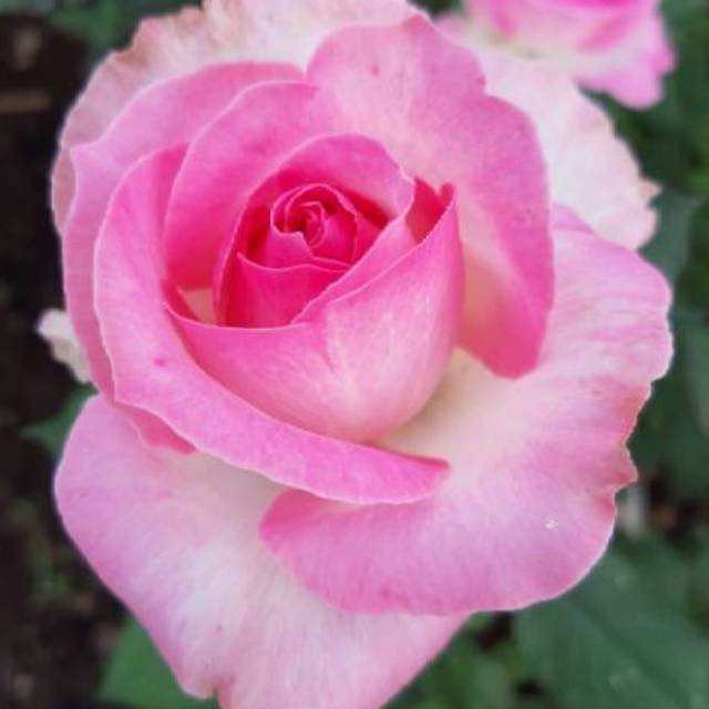 Detail Gambar Bunga Rose Pink Nomer 26