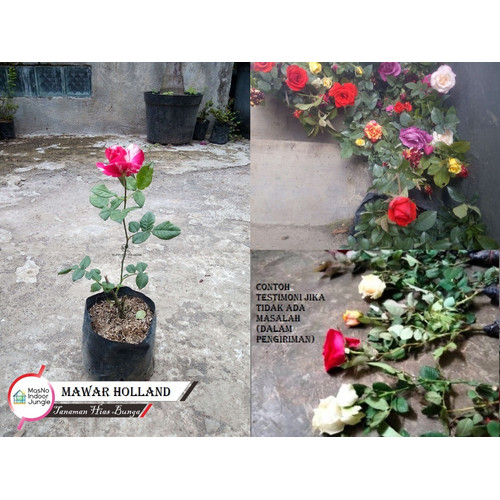 Detail Gambar Bunga Rose Pink Nomer 48