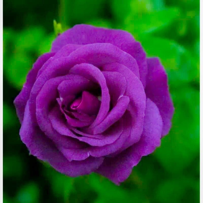 Detail Gambar Bunga Rose Purple Nomer 18