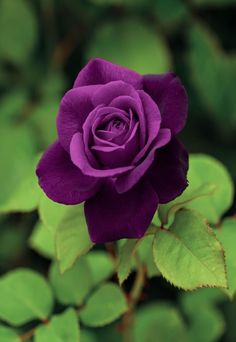 Detail Gambar Bunga Rose Purple Nomer 3