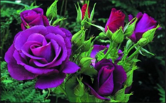 Detail Gambar Bunga Rose Purple Nomer 22