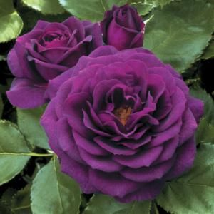 Download Gambar Bunga Rose Purple Nomer 27
