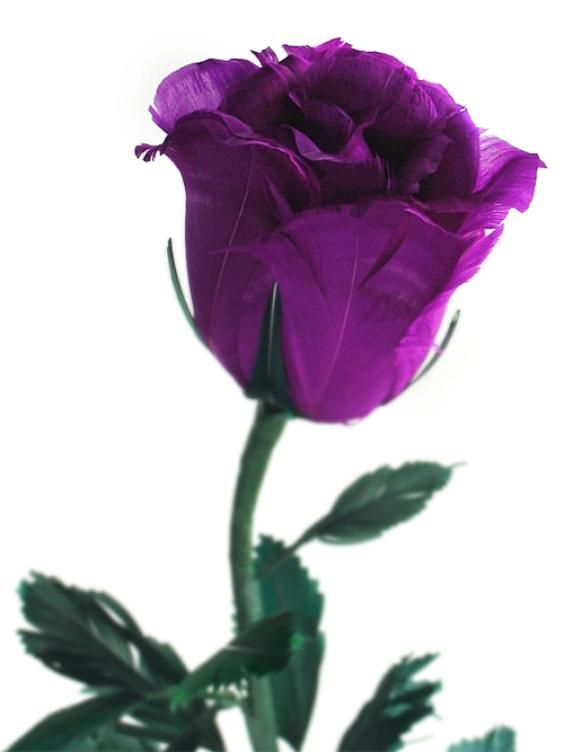 Detail Gambar Bunga Rose Purple Nomer 4