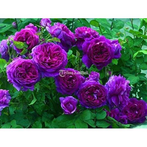 Detail Gambar Bunga Rose Purple Nomer 30