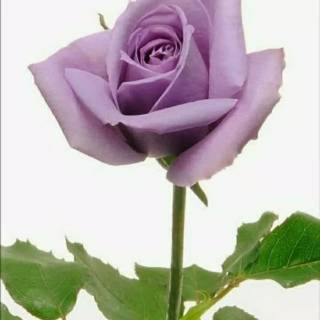 Detail Gambar Bunga Rose Purple Nomer 33