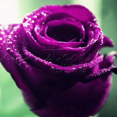 Detail Gambar Bunga Rose Purple Nomer 5