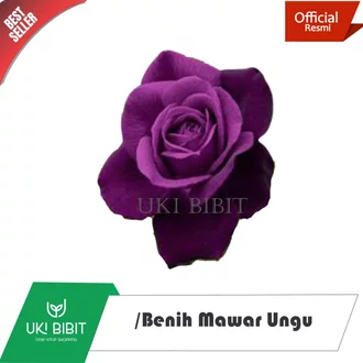 Detail Gambar Bunga Rose Purple Nomer 45