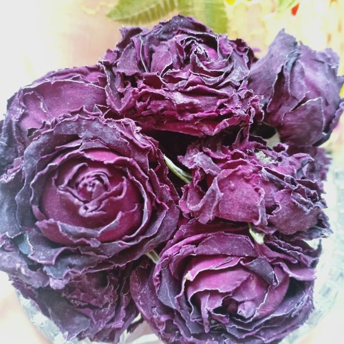 Detail Gambar Bunga Rose Purple Nomer 46