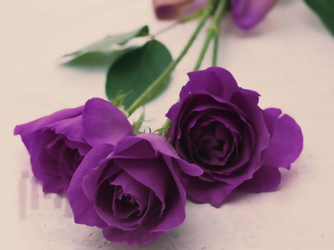 Detail Gambar Bunga Rose Purple Nomer 8