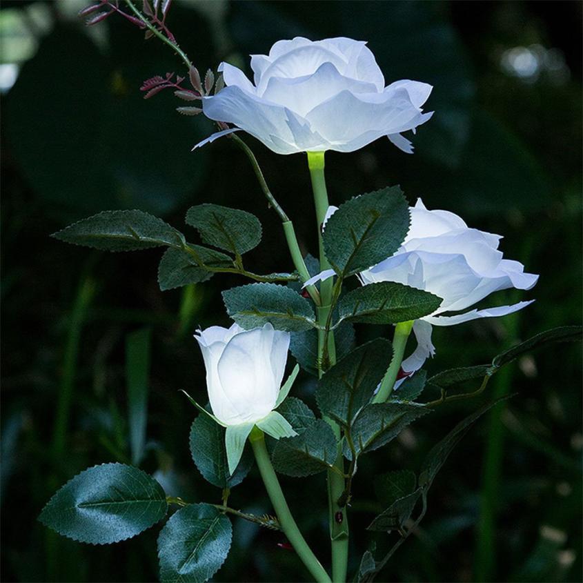 Detail Gambar Bunga Rose Putih Nomer 30