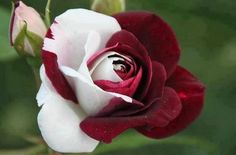 Detail Gambar Bunga Rose Tercantik Nomer 2