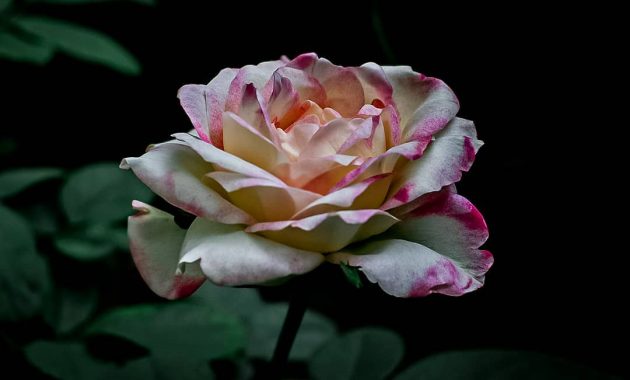Detail Gambar Bunga Rose Tercantik Nomer 12