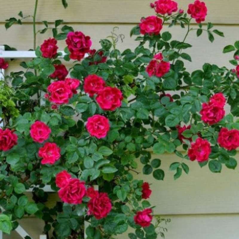 Detail Gambar Bunga Rose Tercantik Nomer 13