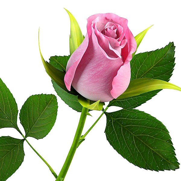 Detail Gambar Bunga Rose Tercantik Nomer 24