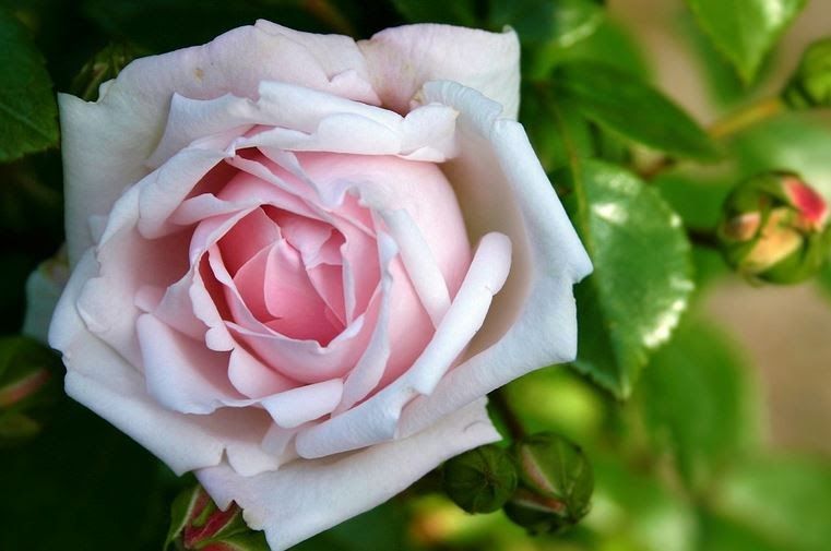 Detail Gambar Bunga Rose Tercantik Nomer 29