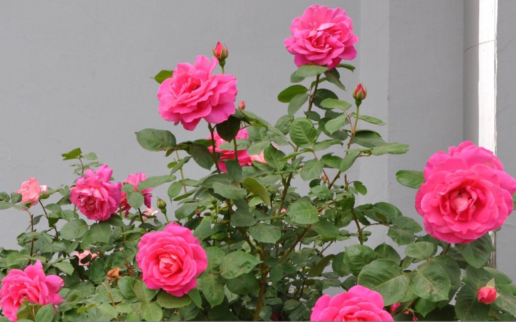 Detail Gambar Bunga Rose Tercantik Nomer 6