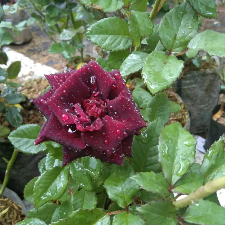Detail Gambar Bunga Rose Tercantik Nomer 44