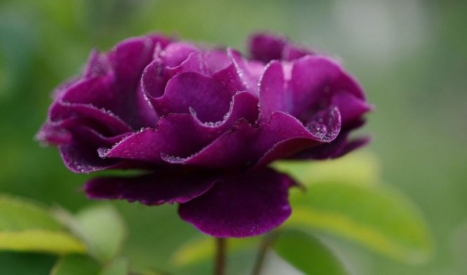 Detail Gambar Bunga Rose Tercantik Nomer 7