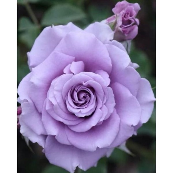 Detail Gambar Bunga Rose Ungu Nomer 34