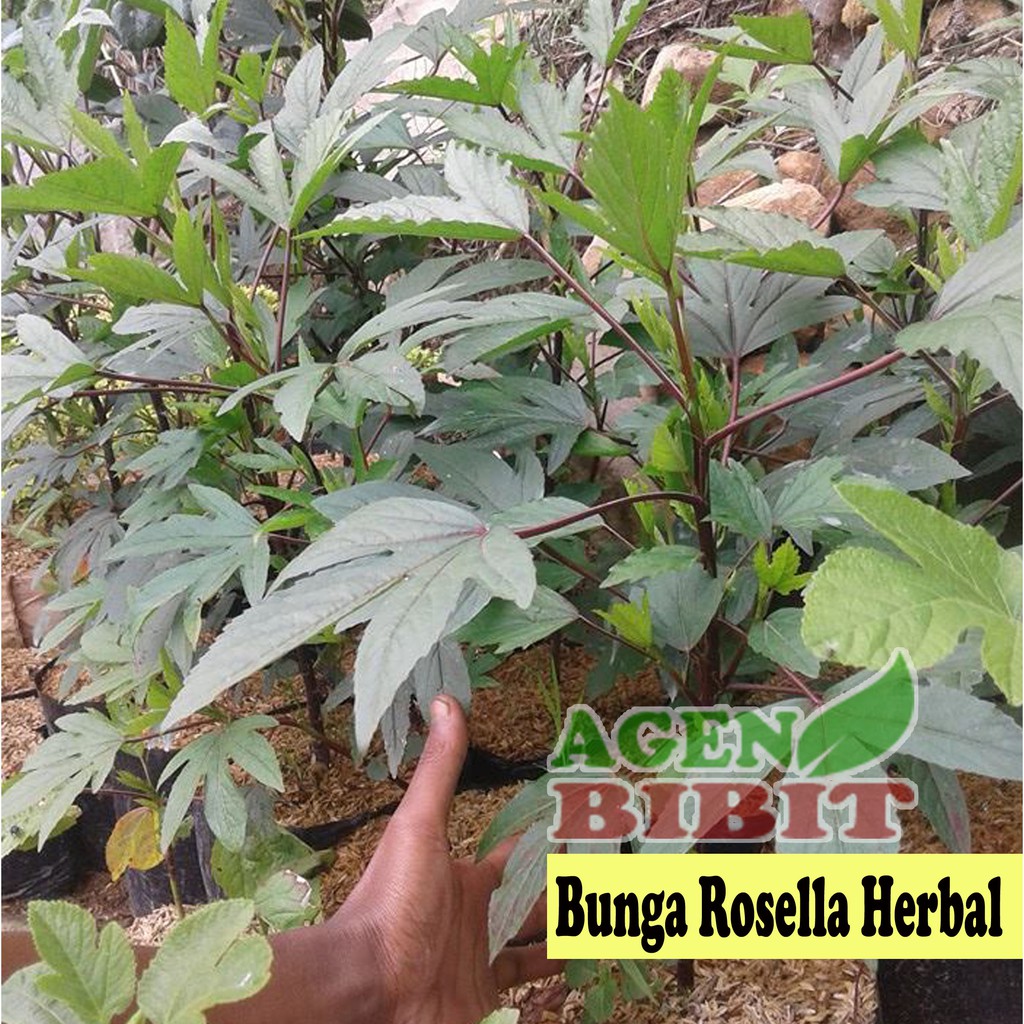 Detail Gambar Bunga Rosella Nomer 36