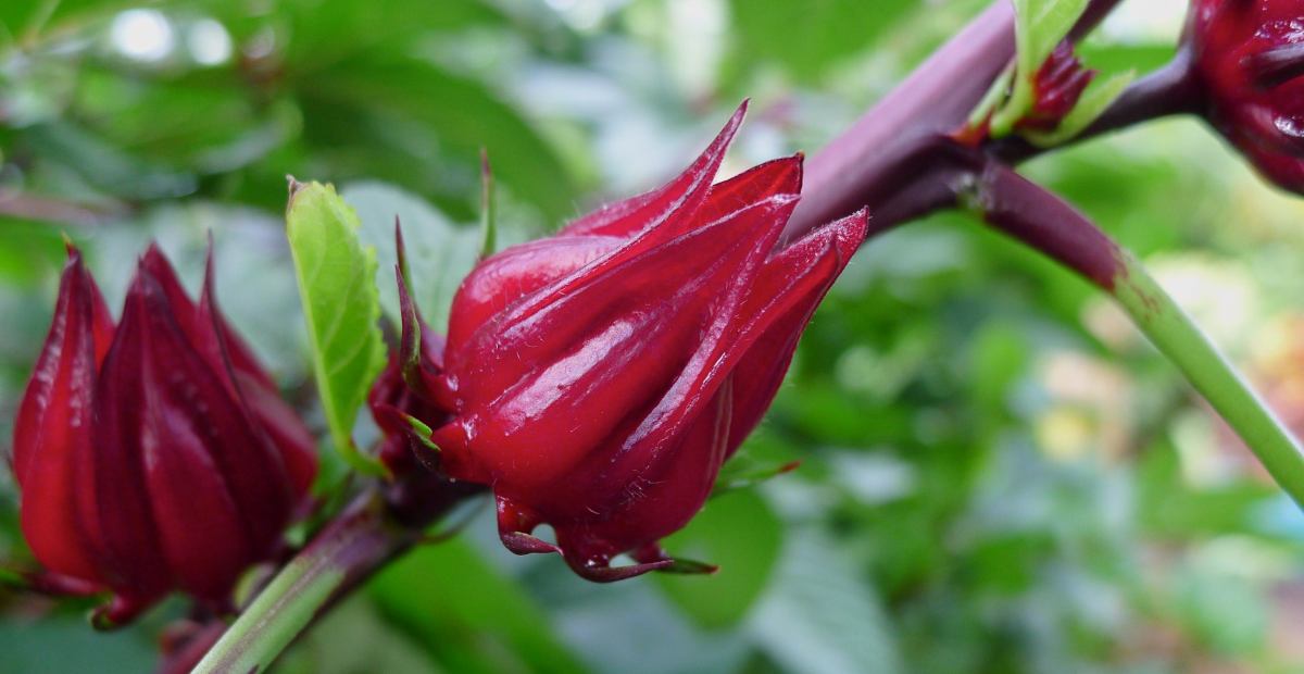 Gambar Bunga Rosella Merah - KibrisPDR