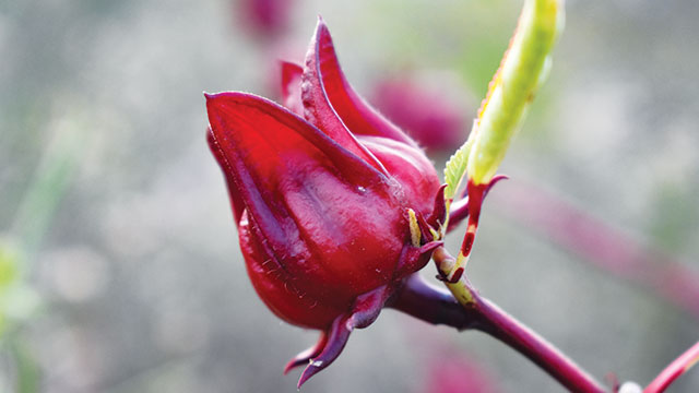 Detail Gambar Bunga Rosella Merah Nomer 2