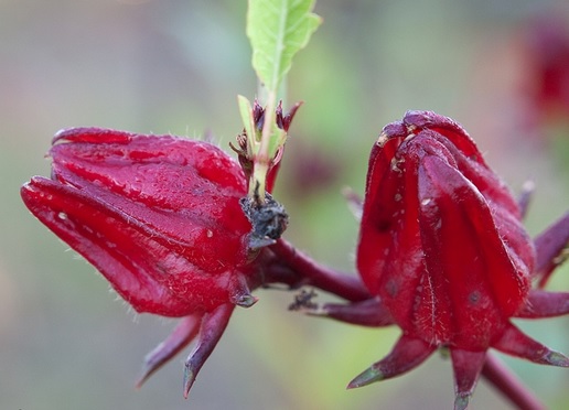 Detail Gambar Bunga Rosella Merah Nomer 30