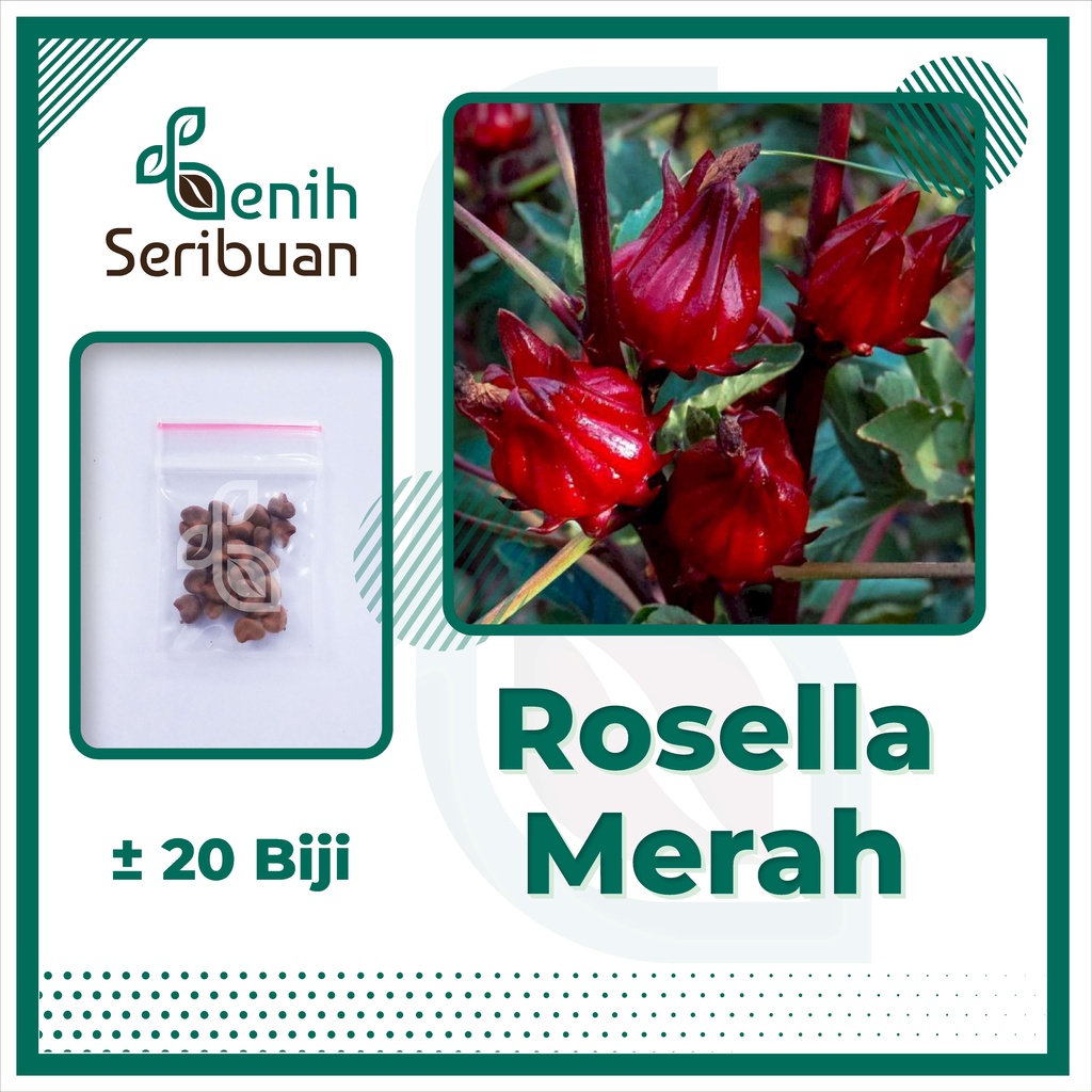 Detail Gambar Bunga Rosella Merah Nomer 32