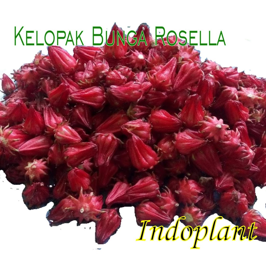 Detail Gambar Bunga Rosella Merah Nomer 46