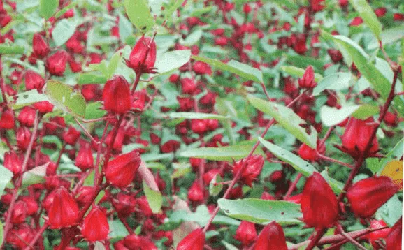 Detail Gambar Bunga Rosella Merah Nomer 8