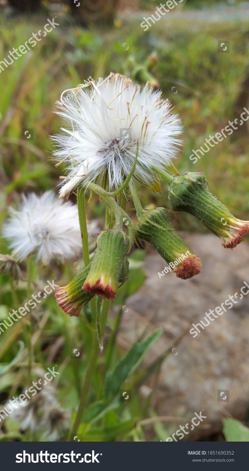 Detail Gambar Bunga Rumput Nomer 13