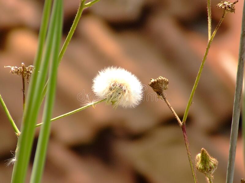 Detail Gambar Bunga Rumput Nomer 37