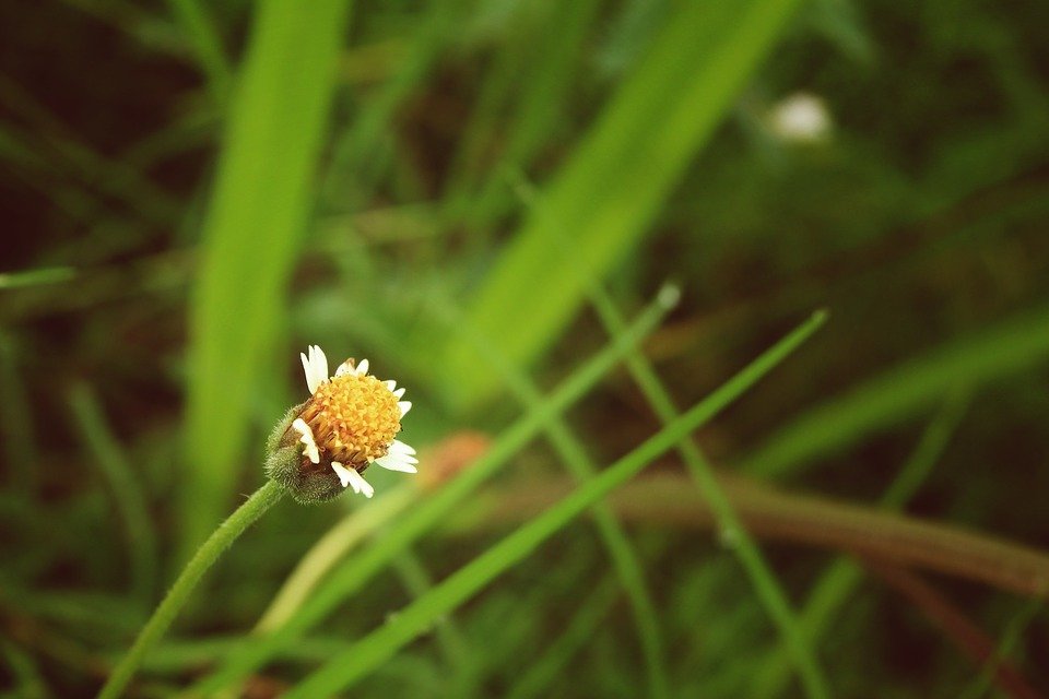Gambar Bunga Rumput Liar - KibrisPDR