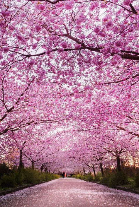 Gambar Bunga Sakura Aesthetic - KibrisPDR