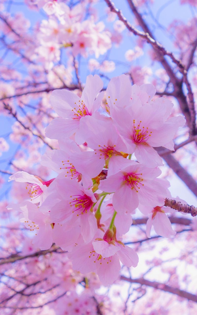 Download Gambar Bunga Sakura Aesthetic Nomer 27