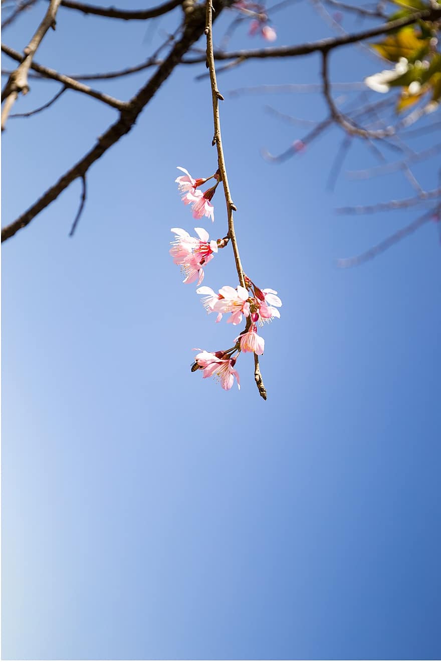 Detail Gambar Bunga Sakura Aesthetic Nomer 35