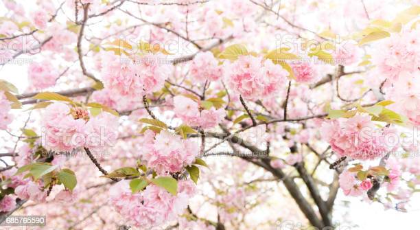 Download Gambar Bunga Sakura Aesthetic Nomer 56