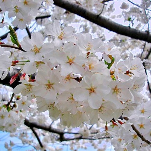 Detail Gambar Bunga Sakura Asli Nomer 13