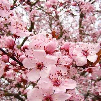 Detail Gambar Bunga Sakura Asli Nomer 27
