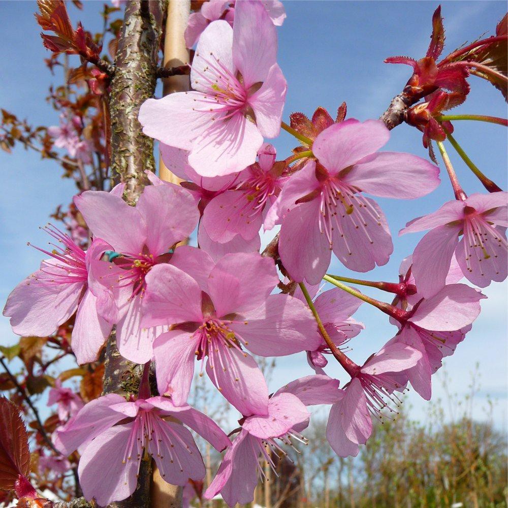 Detail Gambar Bunga Sakura Asli Nomer 36