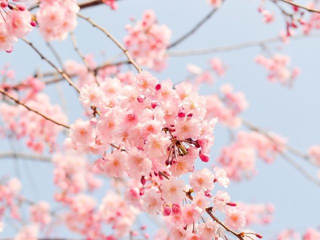 Detail Gambar Bunga Sakura Asli Nomer 56