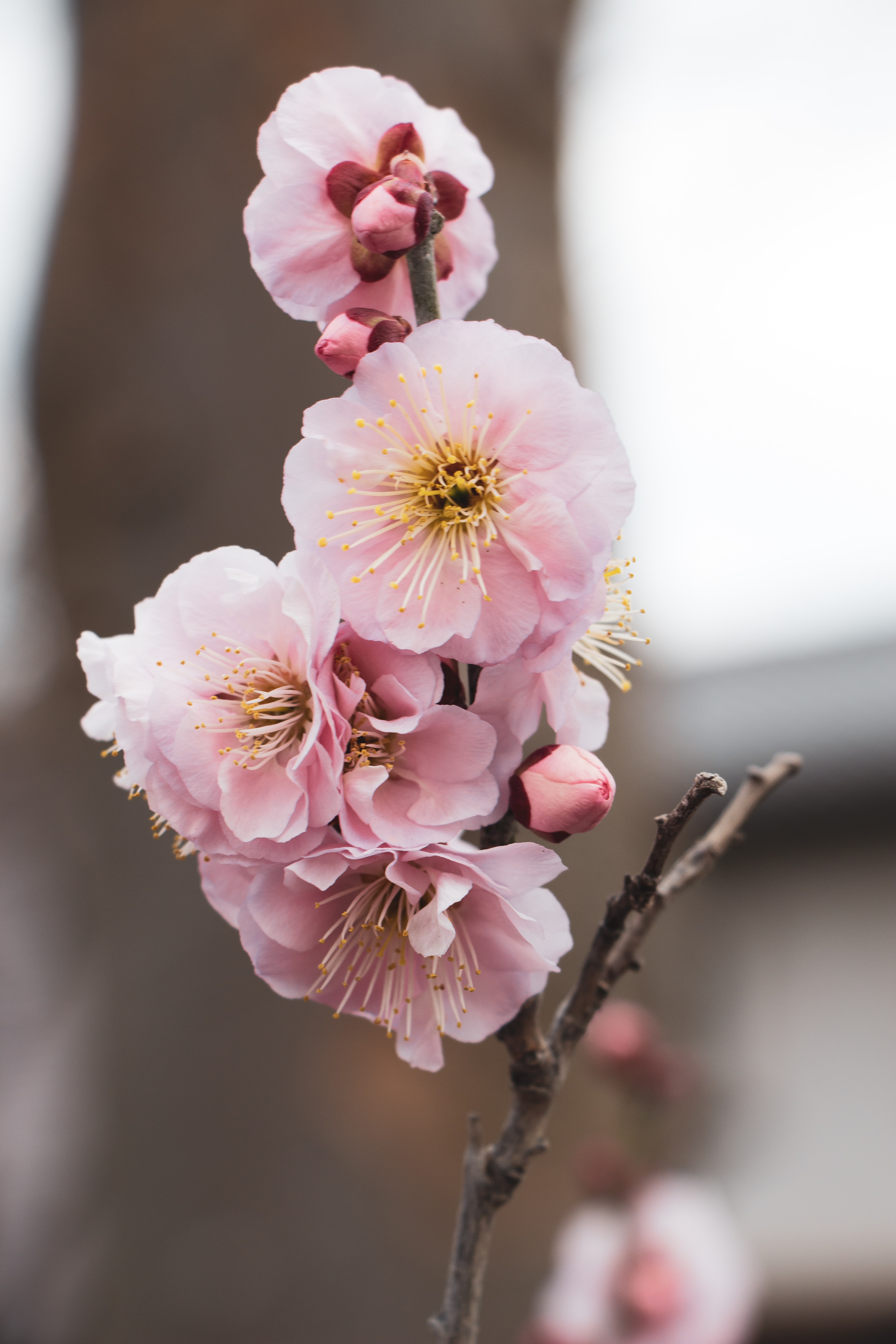 Detail Gambar Bunga Sakura Bergerak Nomer 44
