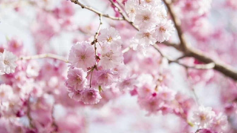 Detail Gambar Bunga Sakura Berjatuhan Nomer 23
