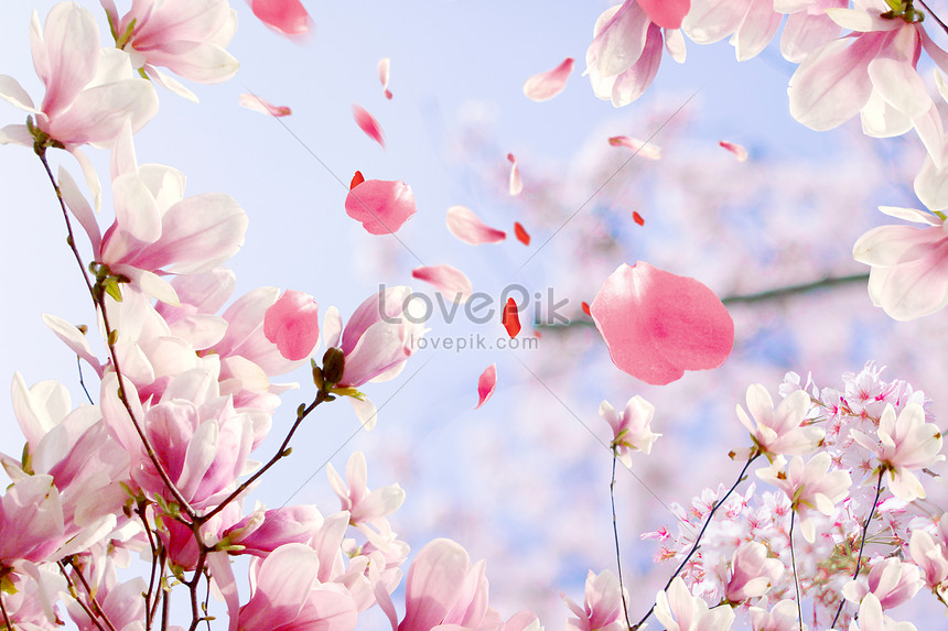 Detail Gambar Bunga Sakura Berjatuhan Nomer 42