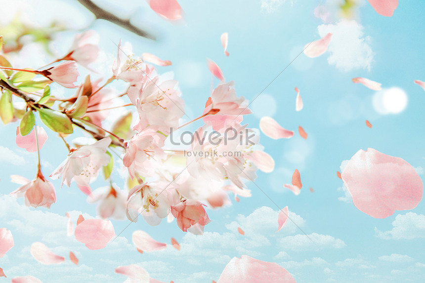 Detail Gambar Bunga Sakura Berjatuhan Nomer 9